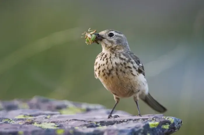 Framed Print : American Pipit, Anthus rubescens, adult with insect prey, Logan Pass, Glacier National Park