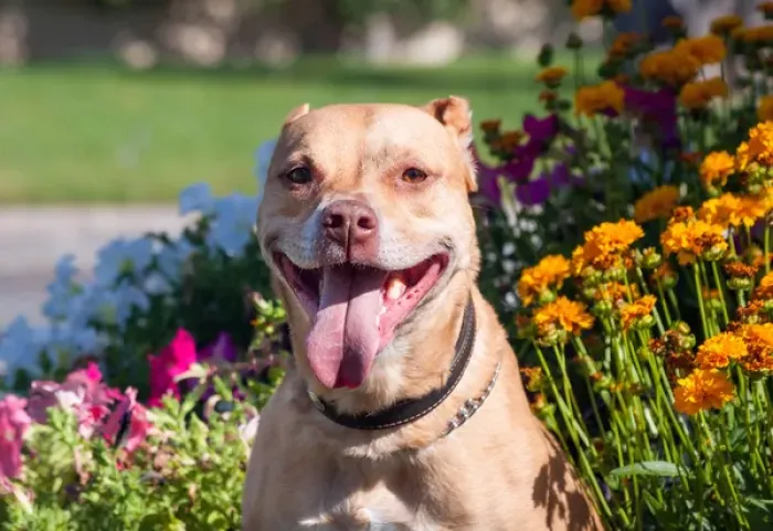 Framed Print : American Pit Bull in flowers Framed Print : American Pit Bull in flowers
