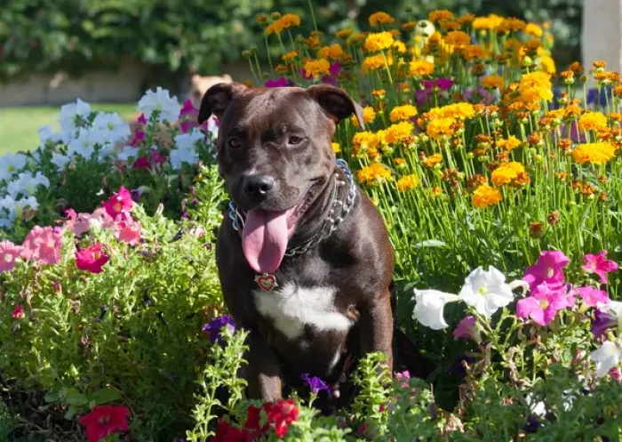 Framed Print : American Pit Bull in flowers Framed Print : American Pit Bull in flowers