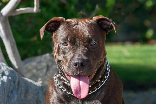 American Pit Bull sitting by rock