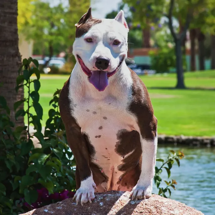 Framed Print : American pitt bull
