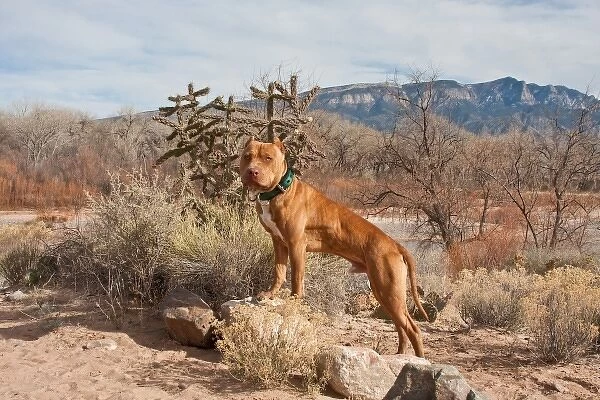 An American Pitt Bull Terrier dog standing on small rock in front of the Sandia Mountain