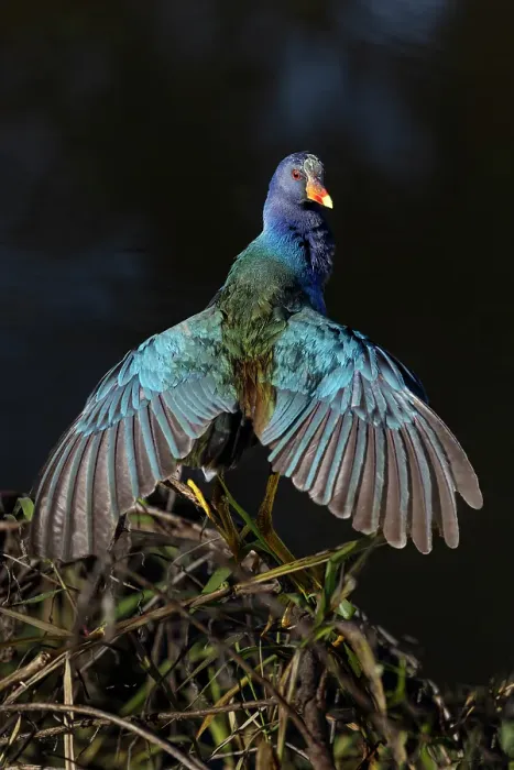 Framed Print : American purple gallinule drying wings Framed Print : American purple gallinule drying wings