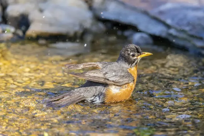 Framed Print : American robin bathing, Marion County, Illinois Framed Print : American robin bathing, Marion County, Illinois