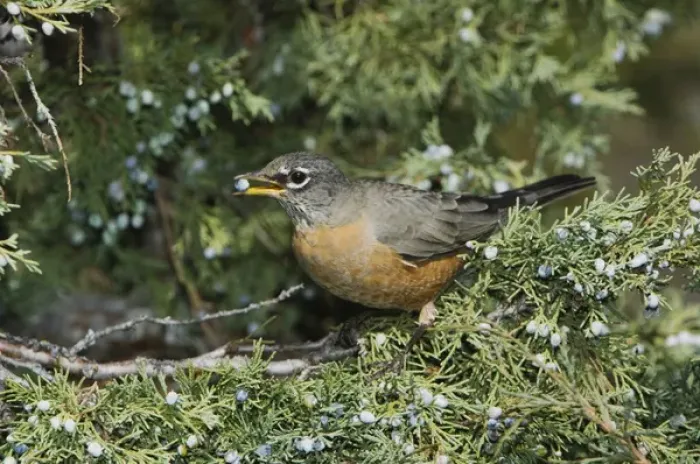Framed Print : American Robin, Turdus migratorius, female eating juniper tree berries, Yellowstone NP Framed Print : American Robin, Turdus migratorius, female eating juniper tree berries, Yellowstone NP