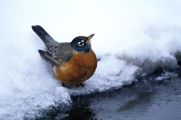 American Robin (Turdus migratorius) at bird bath  /  water in winter, Marion Co. IL