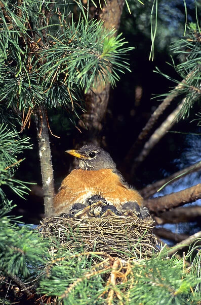 American Robin (Turdus migratorius) brooding nestlings in white pine tree. Marion Co