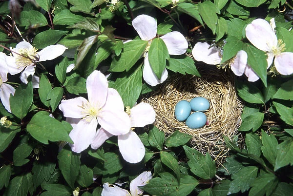 American Robin (Turdus migratorius) nest with 3 eggs in Pink Perfection Clematis