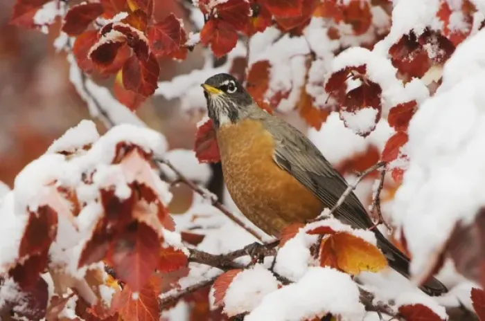 Framed Print : American Robin, Turdus migratorius, male in Black Hawthorn (Crataegus douglasii) fallcolors snow Framed Print : American Robin, Turdus migratorius, male in Black Hawthorn (Crataegus douglasii) fallcolors snow