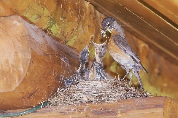 American Robin, Turdus migratorius, female with young on nest at Log Cabin, Glacier National Park