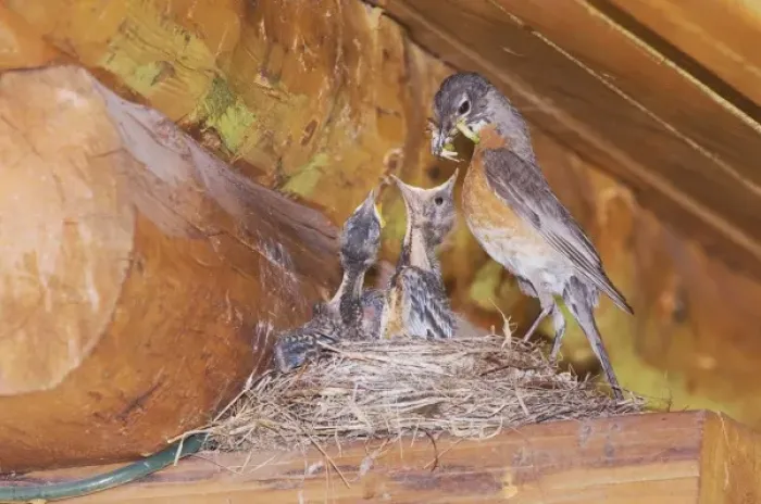 Framed Print : American Robin, Turdus migratorius, female with young on nest at Log Cabin, Glacier National Park
