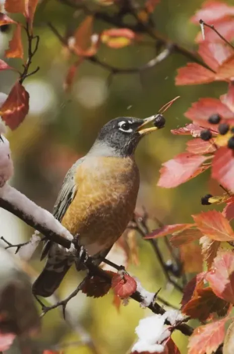 Framed Print : American Robin, Turdus migratorius, male eating berries of Black Hawthorn (Crataegus Framed Print : American Robin, Turdus migratorius, male eating berries of Black Hawthorn (Crataegus