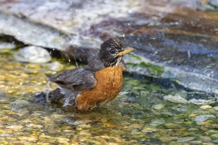 Framed Print : American Robin (Turdus migratorius) bathing Marion County, Illinois Framed Print : American Robin (Turdus migratorius) bathing Marion County, Illinois
