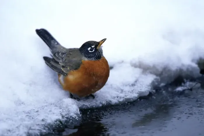 Framed Print : American Robin (Turdus migratorius) at bird bath  /  water in winter, Marion Co. IL