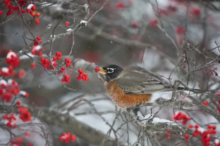 Framed Print : American Robin (Turdus migratorius) eating berry in Common Winterberry bush (Ilex Framed Print : American Robin (Turdus migratorius) eating berry in Common Winterberry bush (Ilex