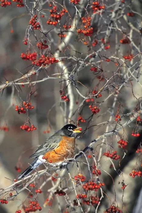 Framed Print : American Robin (Turdus migratorius) eating hawthorn berry, Sangamon Co. IL Framed Print : American Robin (Turdus migratorius) eating hawthorn berry, Sangamon Co. IL