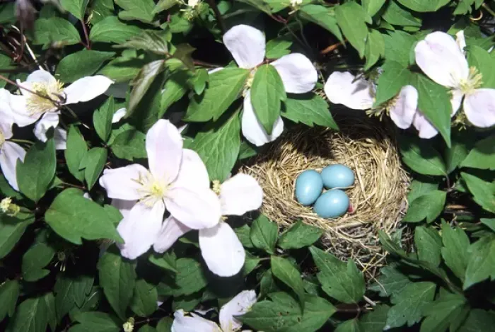 Framed Print : American Robin (Turdus migratorius) nest with 3 eggs in Pink Perfection Clematis Framed Print : American Robin (Turdus migratorius) nest with 3 eggs in Pink Perfection Clematis