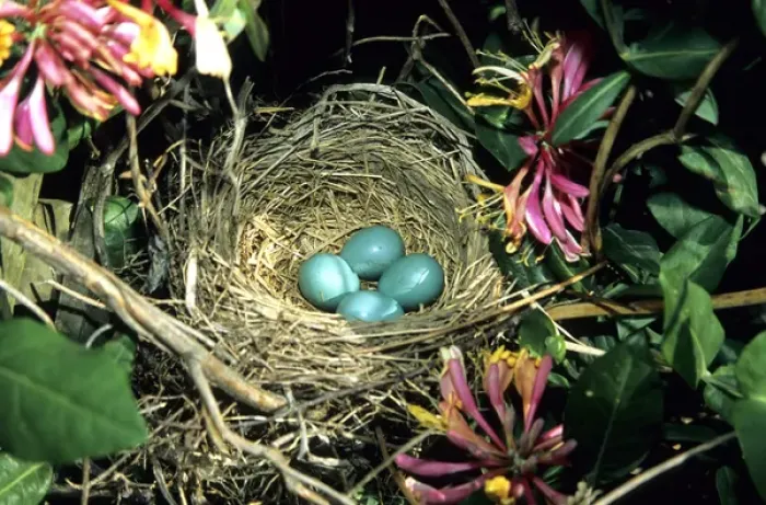 Framed Print : American Robin (Turdus migratorius) nest with four eggs in Gold Flame Honeysuckle Framed Print : American Robin (Turdus migratorius) nest with four eggs in Gold Flame Honeysuckle