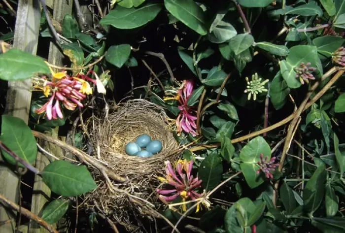 Framed Print : American Robin (Turdus migratorius) nest with four eggs in Gold Flame Honeysuckle Framed Print : American Robin (Turdus migratorius) nest with four eggs in Gold Flame Honeysuckle