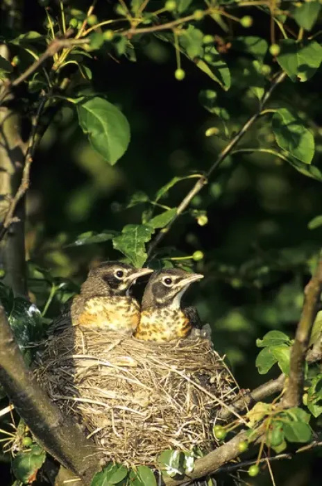 Framed Print : American Robin (Turdus migratorius) two nestlings in nest, Marion Co. IL
