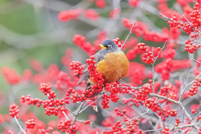 Framed Print : American robin in winterberry bush, Marion County, Illinois Framed Print : American robin in winterberry bush, Marion County, Illinois