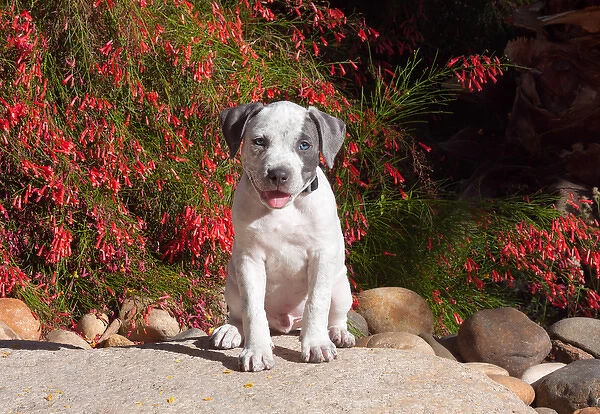 American Staffordshire Terrier Puppy sitting on a boulder with red flowers