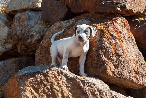 American Staffordshire Terrier Puppy standing on a rock