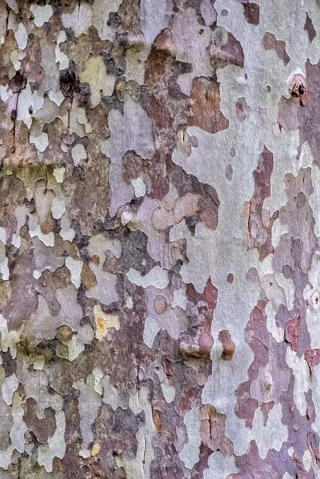 Framed Print : American sycamore tree bark