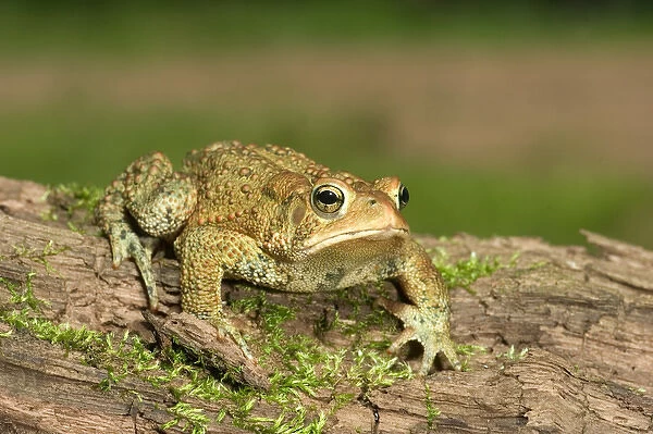 American toad on log Bufo americanus Eastern US Maresa Pryor