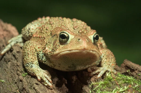 American toad on log Bufo americanus Eastern US Maresa Pryor