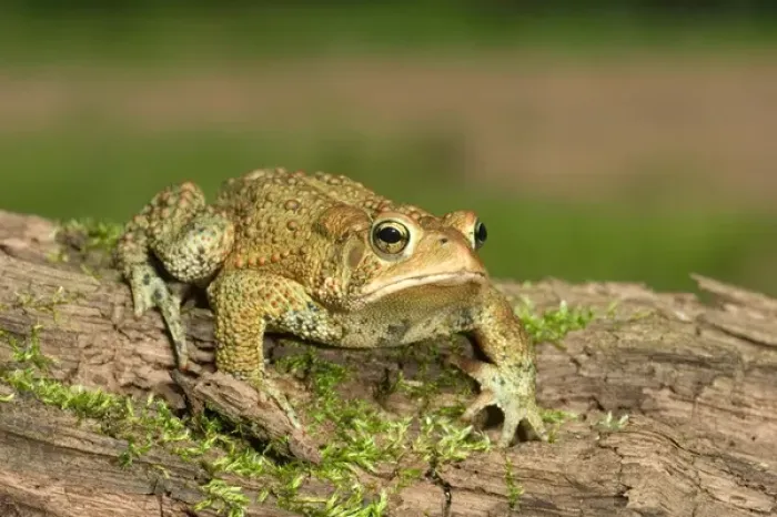 Framed Print : American toad on log Bufo americanus Eastern US Maresa Pryor Framed Print : American toad on log Bufo americanus Eastern US Maresa Pryor