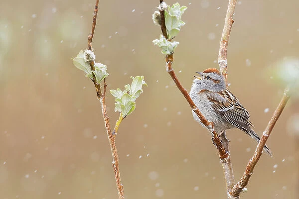 American tree sparrow, Alaskan spring