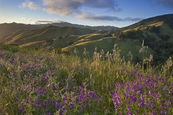 American vetch wildflowers in the Santa Lucia Mountains near Cambria, California, USA