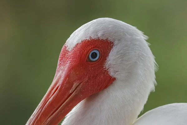 American white ibis. Myakka River State Park, Florida