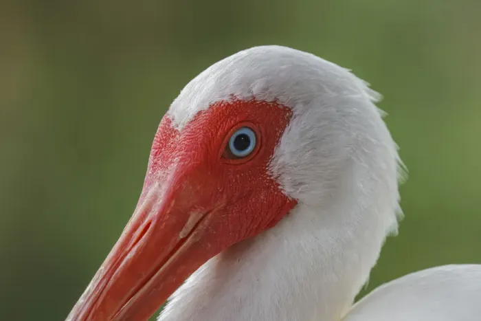Framed Print : American white ibis. Myakka River State Park, Florida Framed Print : American white ibis. Myakka River State Park, Florida