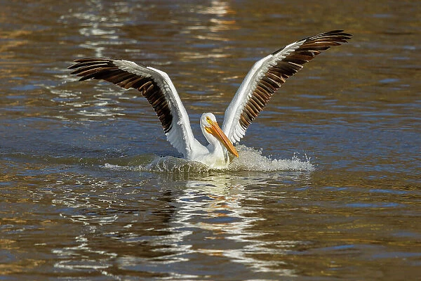 American White Pelican coming in for a landing, Clinton County, Illinois