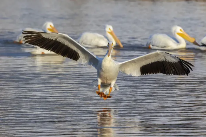 Framed Print : American white pelican landing, Clinton County, Illinois