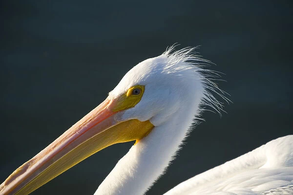 American White Pelican, Pelecanus erythrorhynchos, Coastal South Texas, Texas, USA