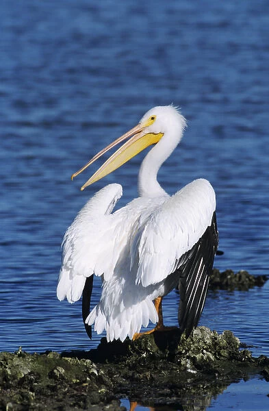 American White Pelican, Pelecanus erythrorhynchos, adult, Rockport, Texas, USA, December