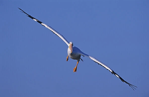 American White Pelican, Pelecanus erythrorhynchos, adult in flight, Rockport, Texas
