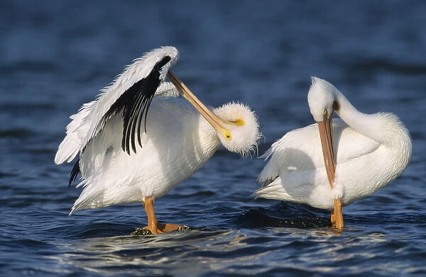 American White Pelican, Pelecanus erythrorhynchos, adults preening, Rockport, Texas