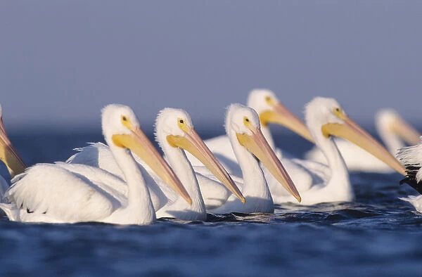 American White Pelican, Pelecanus erythrorhynchos, group swimming, Rockport, Texas
