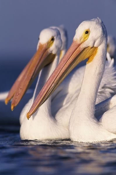 American White Pelican, Pelecanus erythrorhynchos, adults, Rockport, Texas, USA