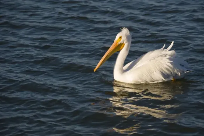 Framed Print : American White Pelican, Pelecanus erythrorhynchos, Coastal South Texas, Texas, USA