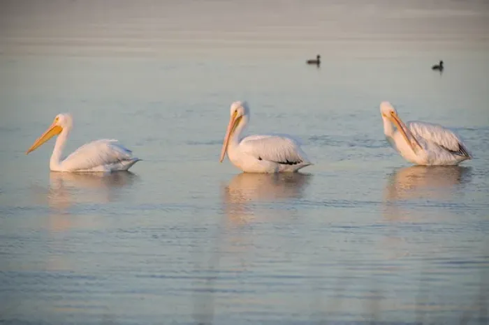 Framed Print : American White Pelican, Pelecanus erythrorhynchos, Coastal South Texas, Texas, USA Framed Print : American White Pelican, Pelecanus erythrorhynchos, Coastal South Texas, Texas, USA