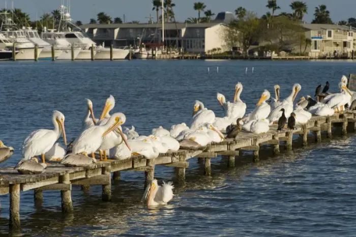 Framed Print : American White Pelican, Pelecanus erythrorhynchos, Coastal South Texas, Texas, USA Framed Print : American White Pelican, Pelecanus erythrorhynchos, Coastal South Texas, Texas, USA