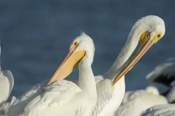 Framed Print : American White Pelican, Pelecanus erythrorhynchos, Coastal South Texas, Texas, USA Framed Print : American White Pelican, Pelecanus erythrorhynchos, Coastal South Texas, Texas, USA
