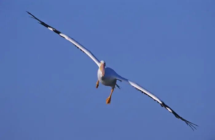 Framed Print : American White Pelican, Pelecanus erythrorhynchos, adult in flight, Rockport, Texas Framed Print : American White Pelican, Pelecanus erythrorhynchos, adult in flight, Rockport, Texas