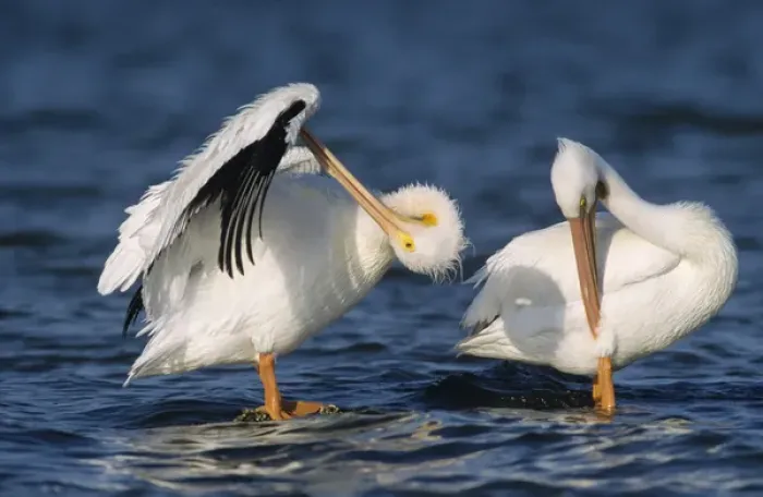 Framed Print : American White Pelican, Pelecanus erythrorhynchos, adults preening, Rockport, Texas Framed Print : American White Pelican, Pelecanus erythrorhynchos, adults preening, Rockport, Texas