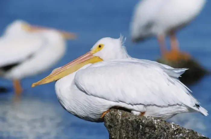Framed Print : American White Pelican, Pelecanus erythrorhynchos, adult resting, Rockport, Texas Framed Print : American White Pelican, Pelecanus erythrorhynchos, adult resting, Rockport, Texas